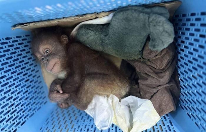 Thai man arrested for smuggling baby orangutans, worth RM38,000 each